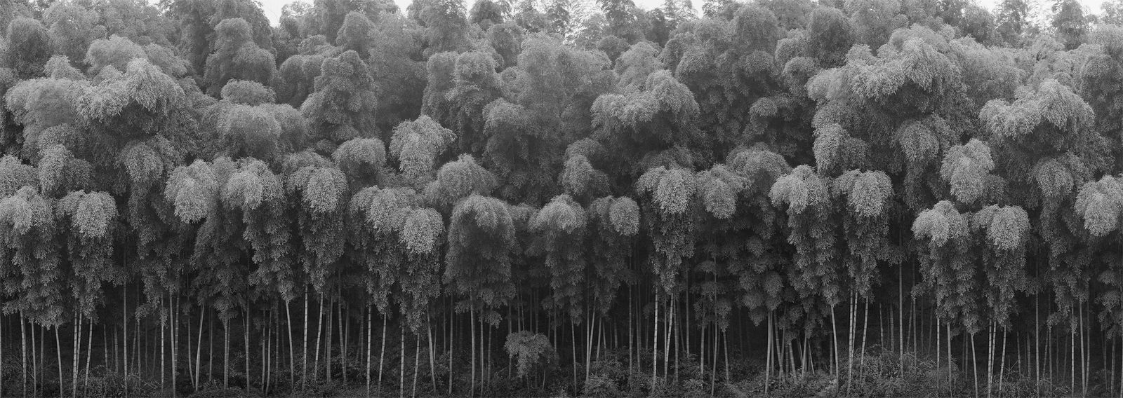 DaeSoo Kim, as people, 1998