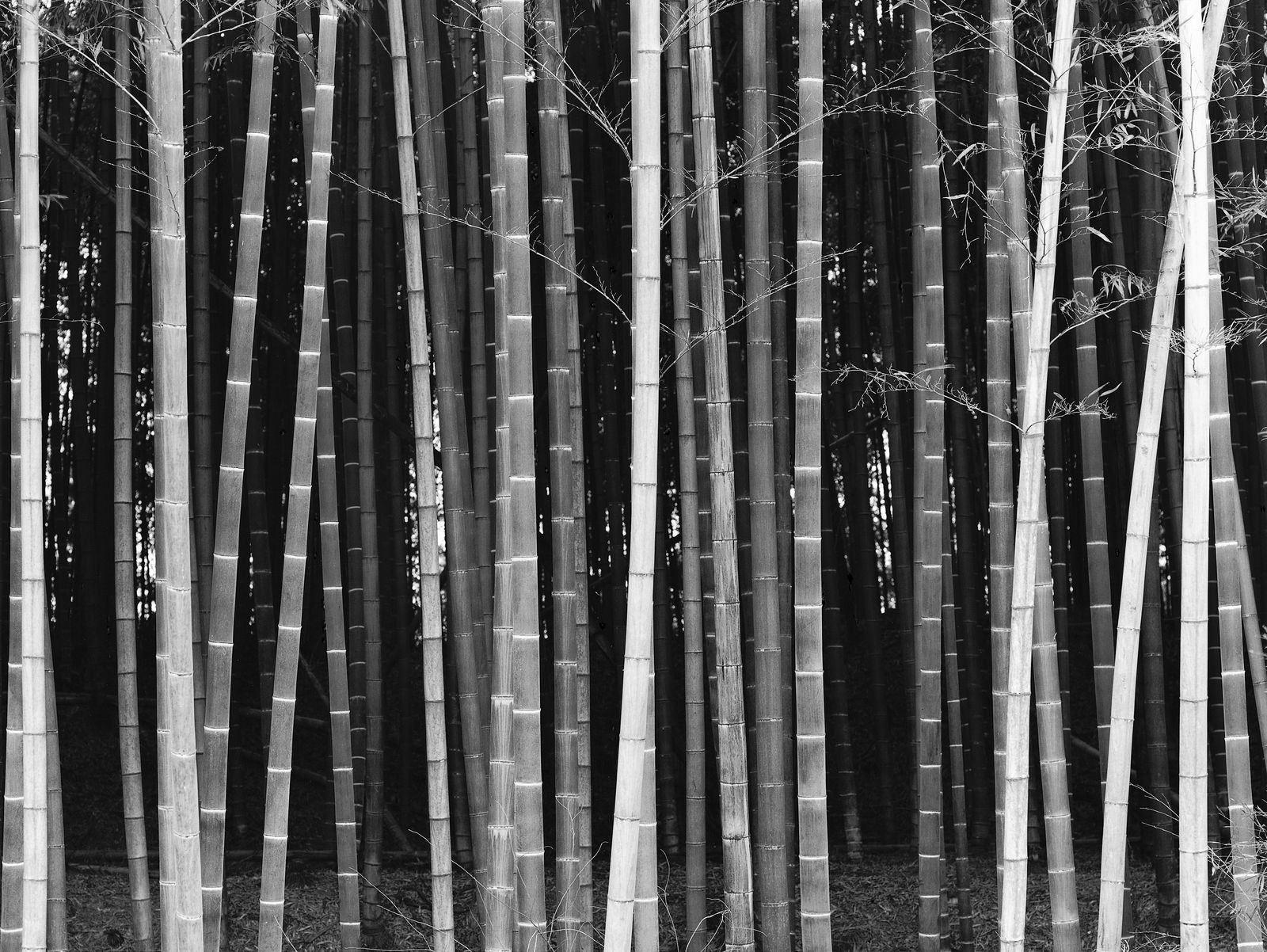 DaeSoo Kim, colors of the vertical, 2006