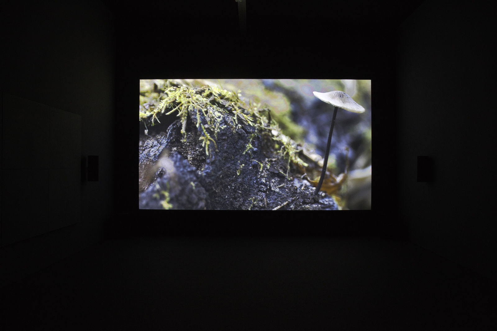 Installation view, Documenta 13: Willie Doherty, Museum Fridericianum, Kassel, Germany, 2012