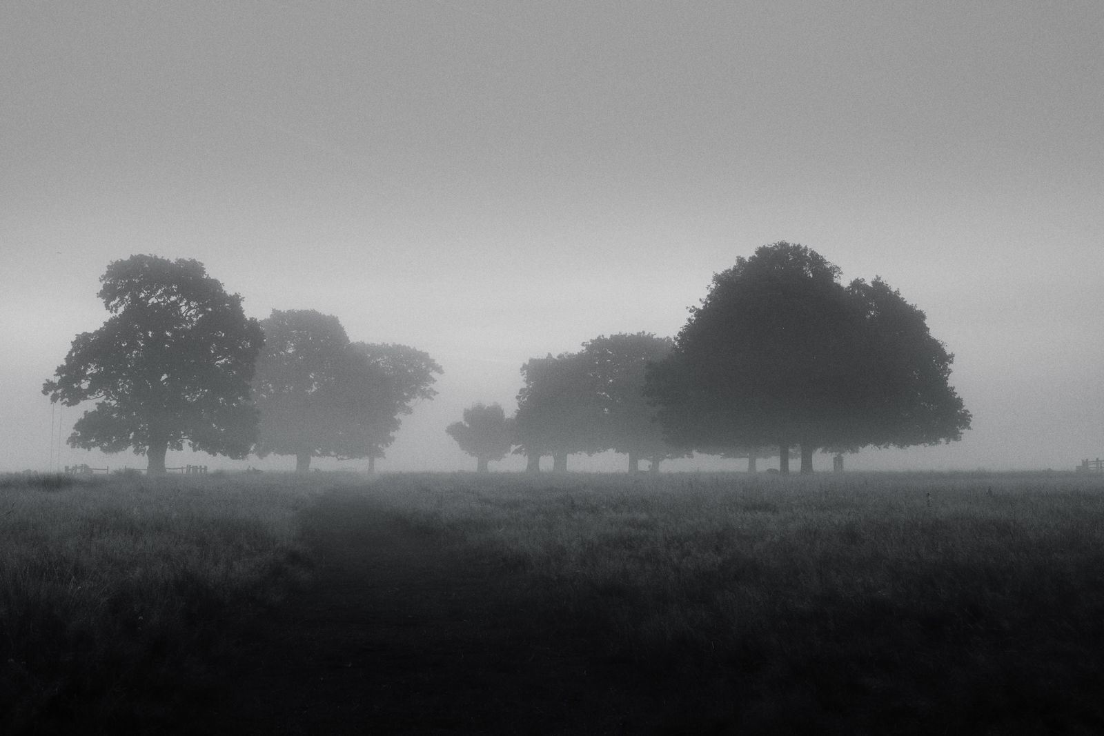 Richmond Park, Study 5, 2023