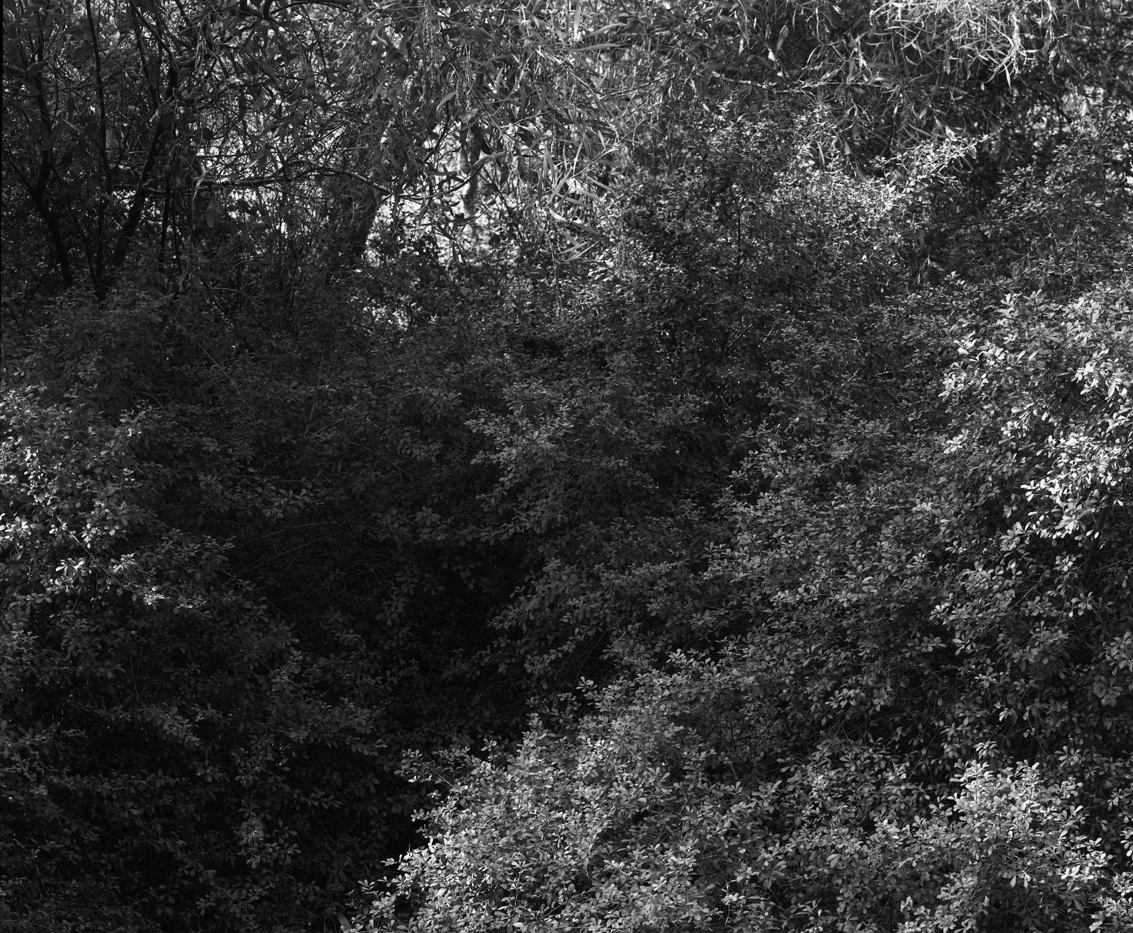 Tree [Ayalon #2] , 2001