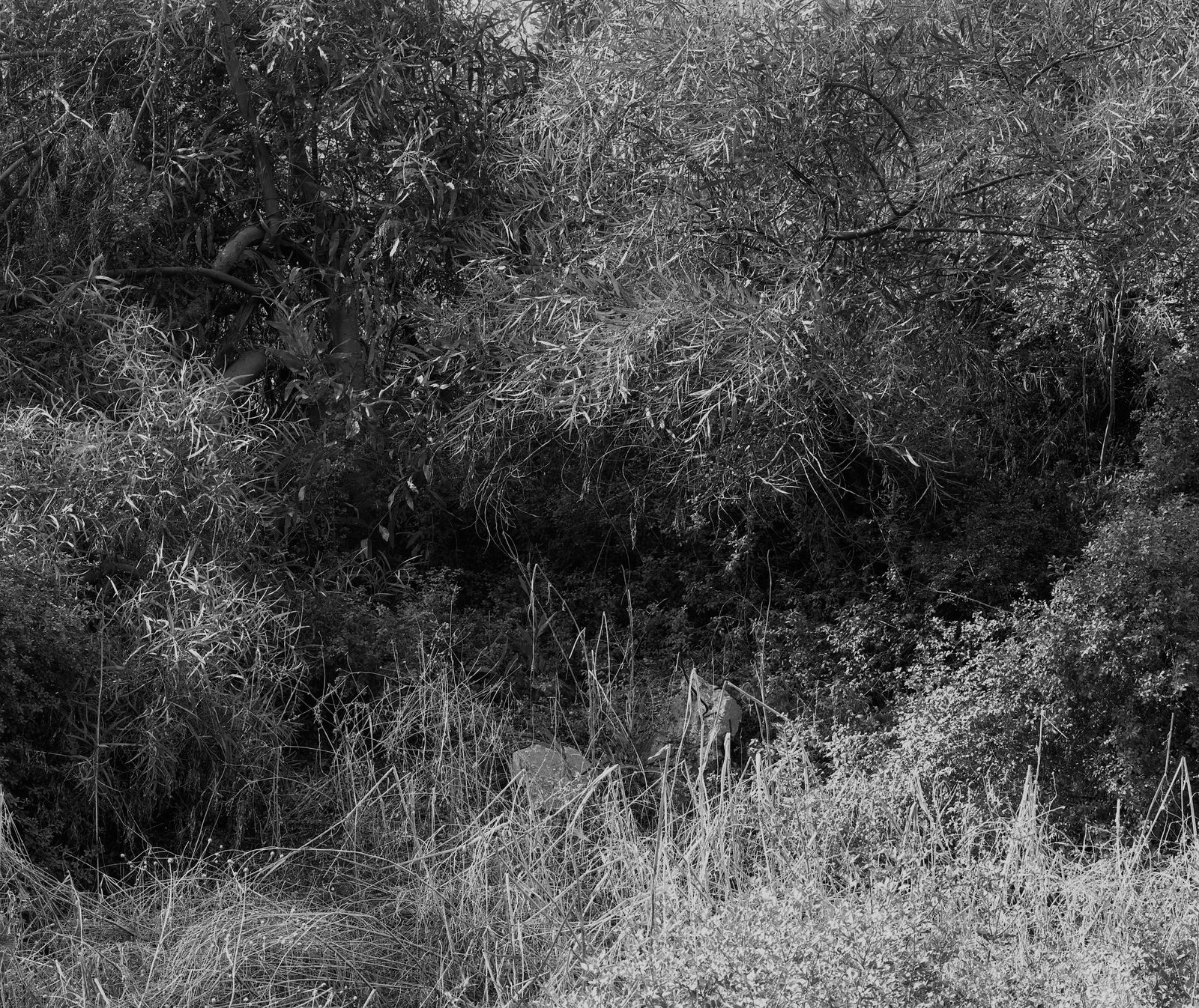 Flora, Ayalon [#2], 2003