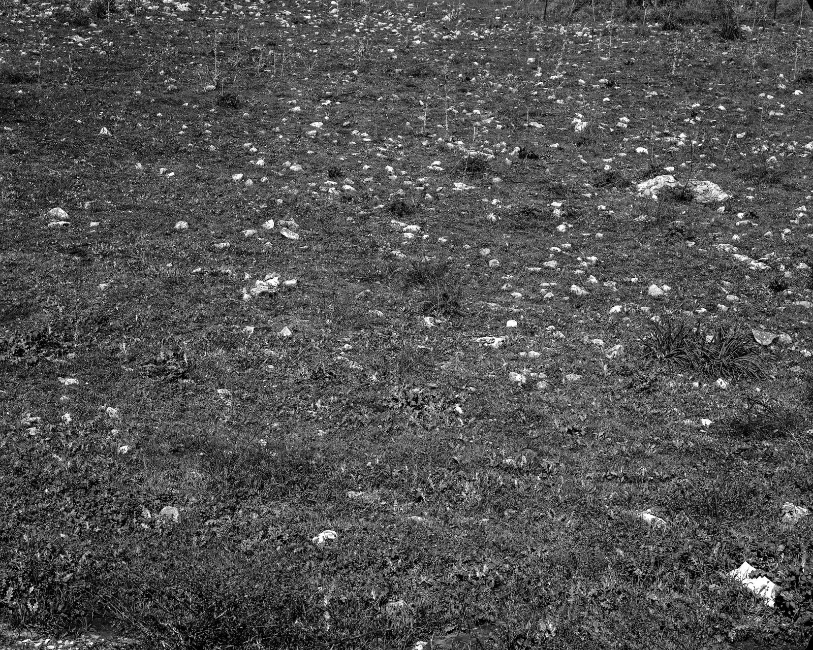 Beit Keshet [#3] (After Eli-Ben-Zvi), 2020