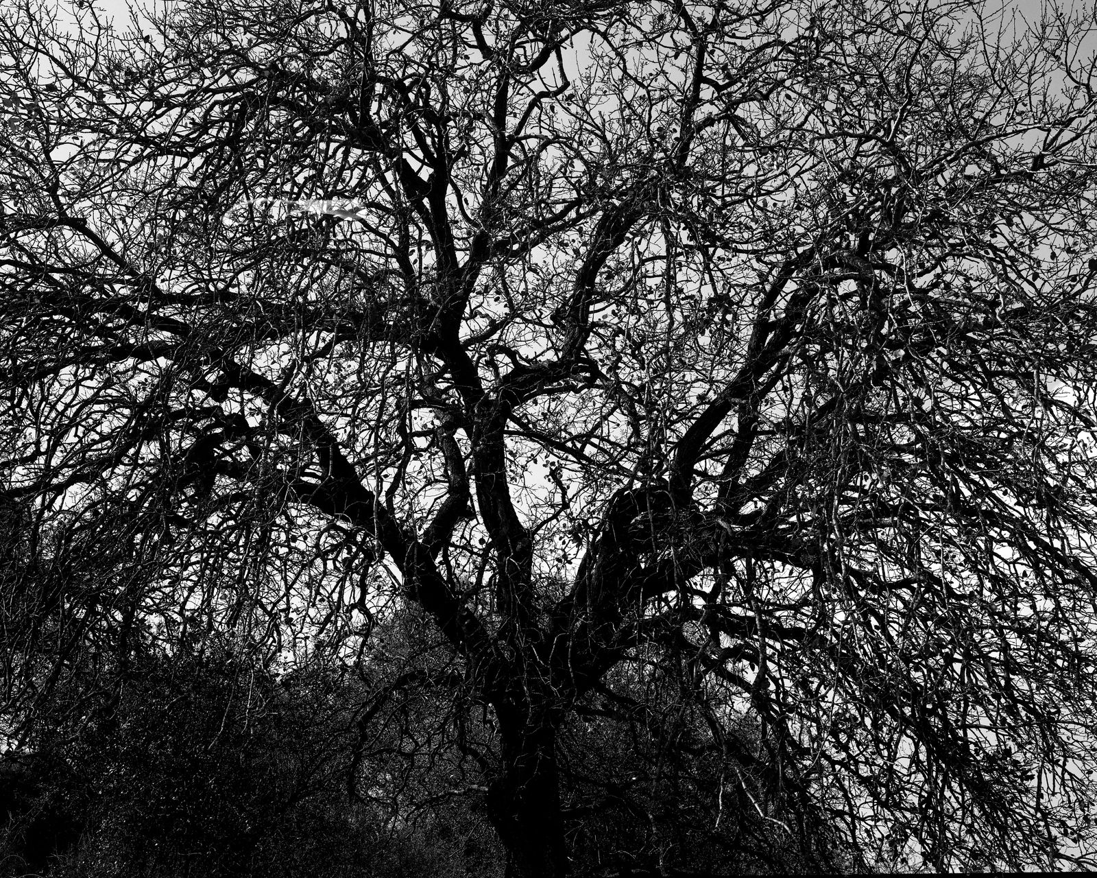 Beit Keshet Forest [#3] (After Eli-Ben-Zvi), 2020