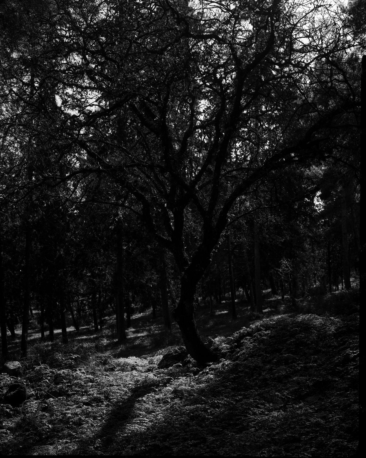 Tree [Oak #3] , 2022