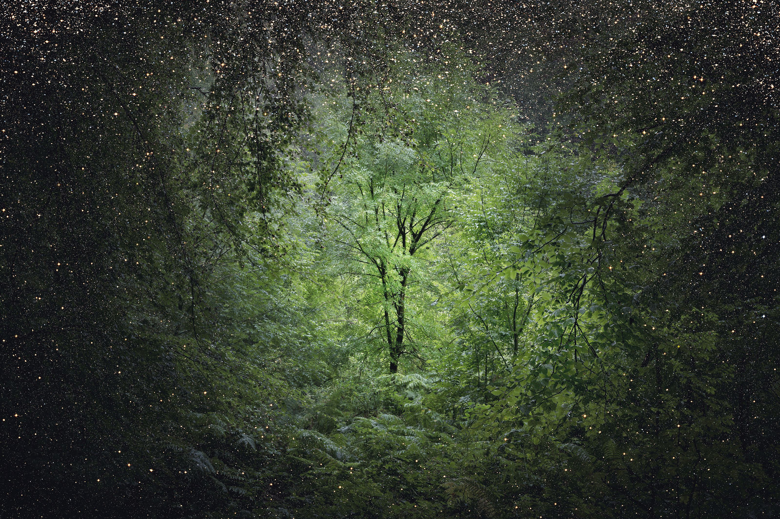 Ellie Davies, Stars 10, 2016