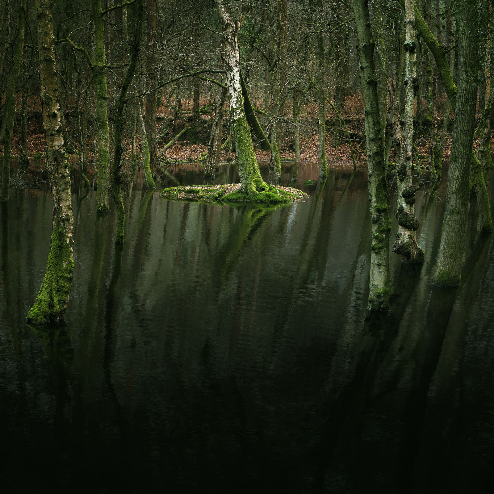 Ellie Davies, Half Light 12, 2016