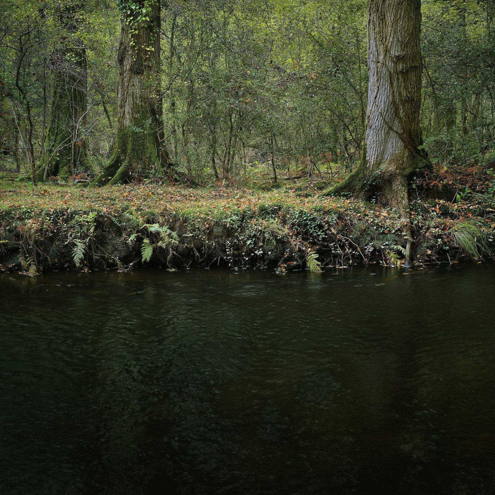 Ellie Davies, Half Light 8, 2016