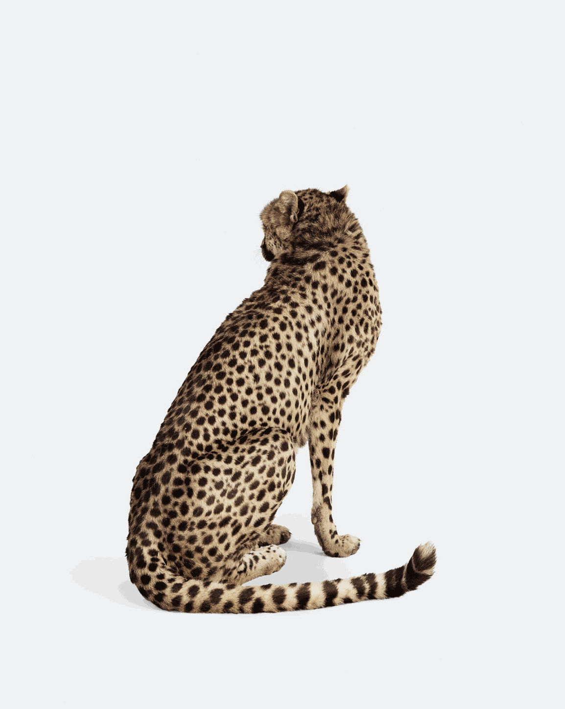 Randal Ford, Cheetah No. 2, 2018