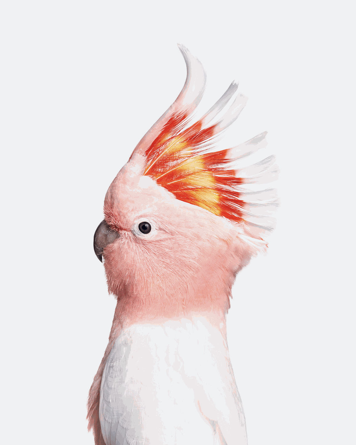 Randal Ford, Pink Cockatoo, 2018