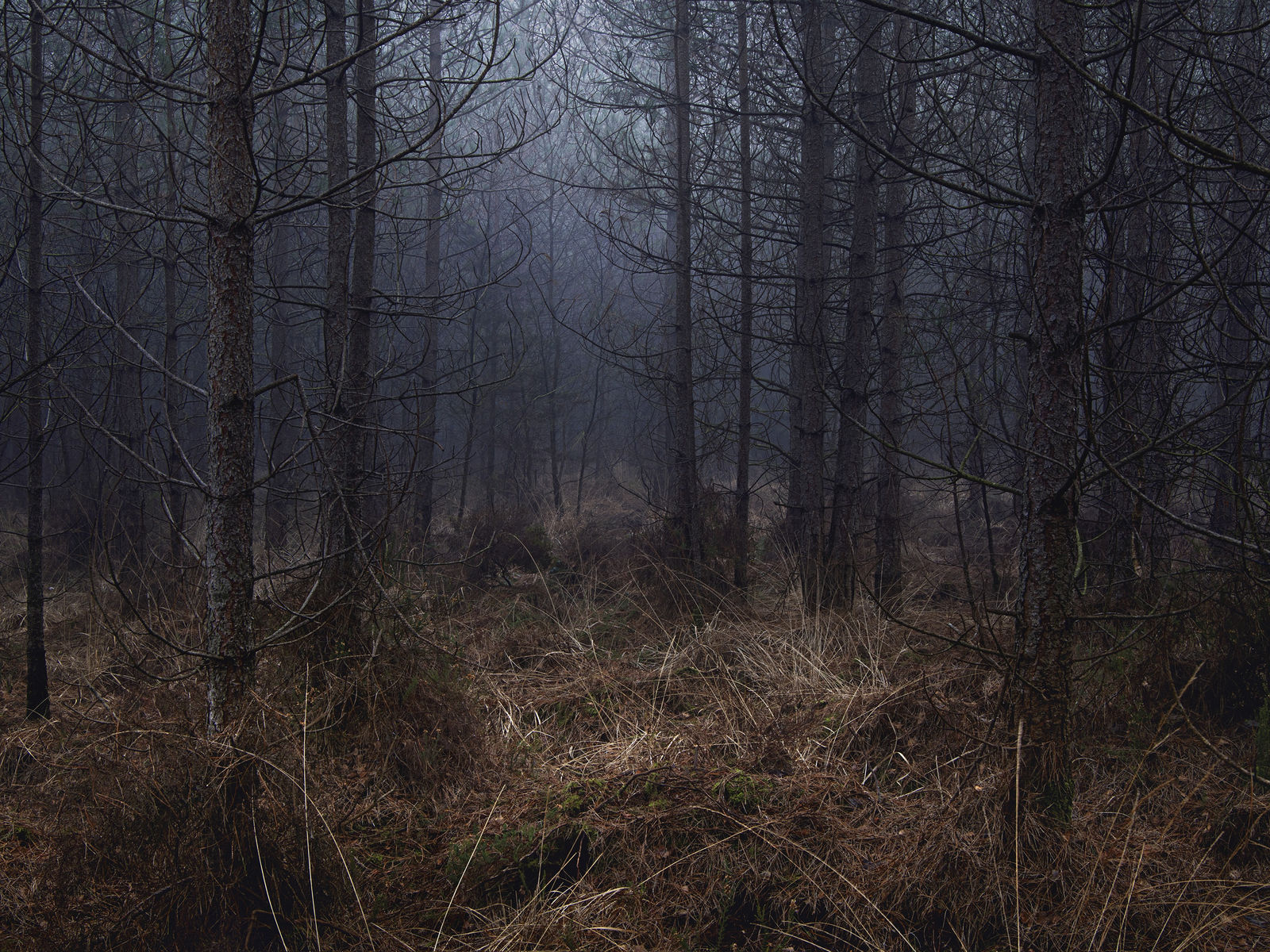 Ellie Davies, Stillness 2, 2021