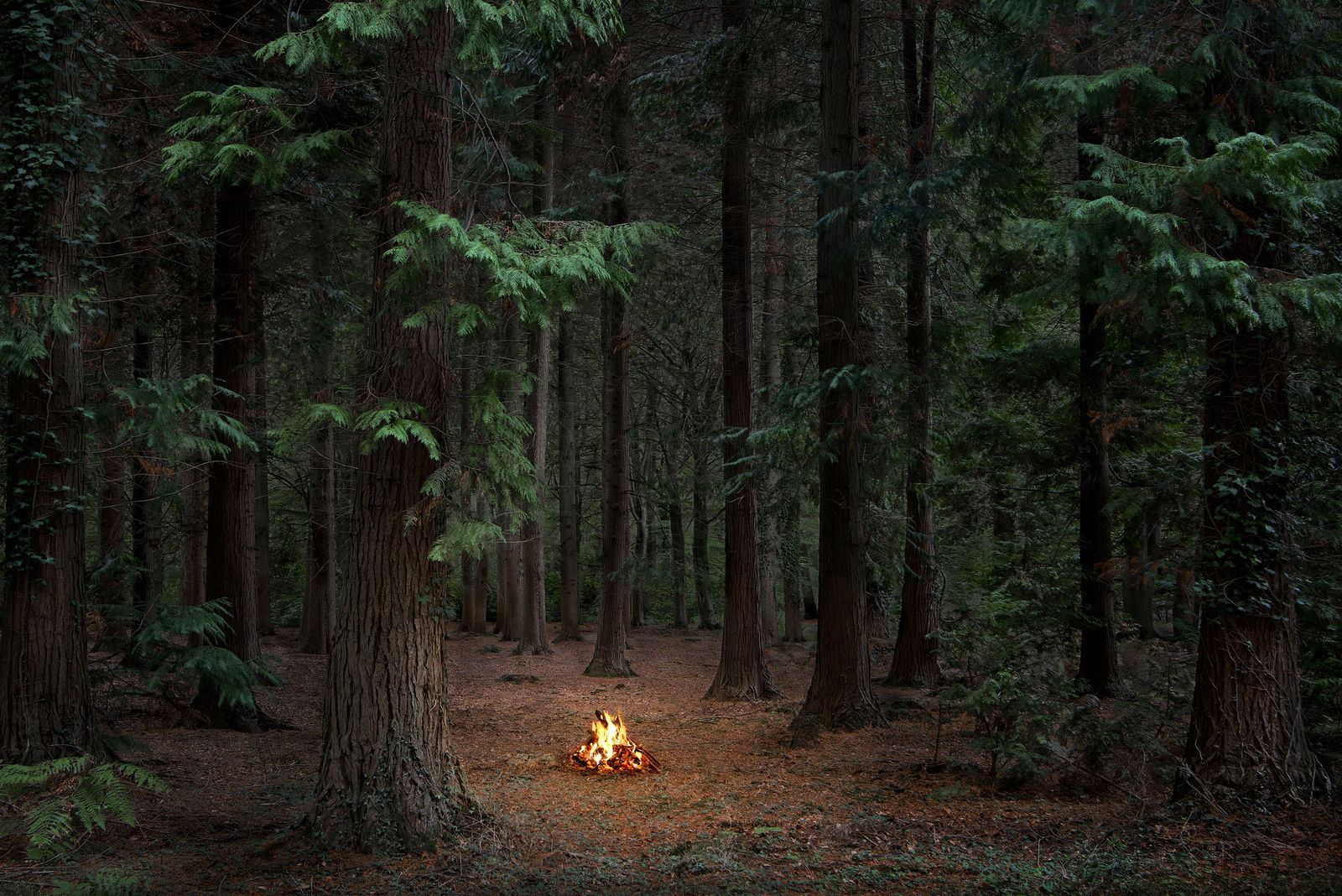 Ellie Davies, Fires 10, 2018