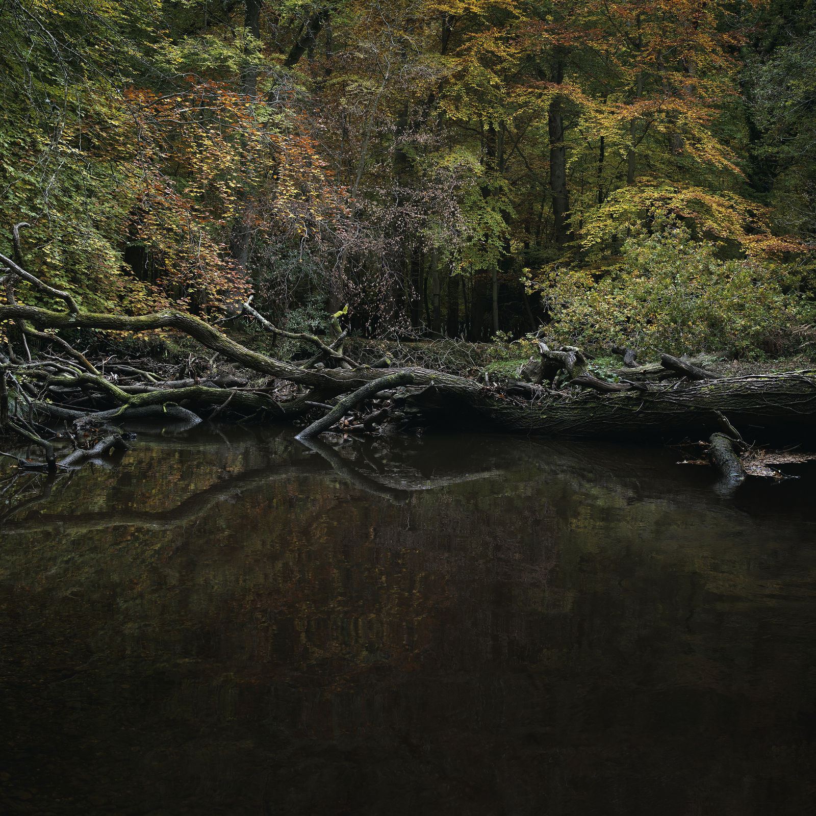 Ellie Davies, Half Light 2, 2016