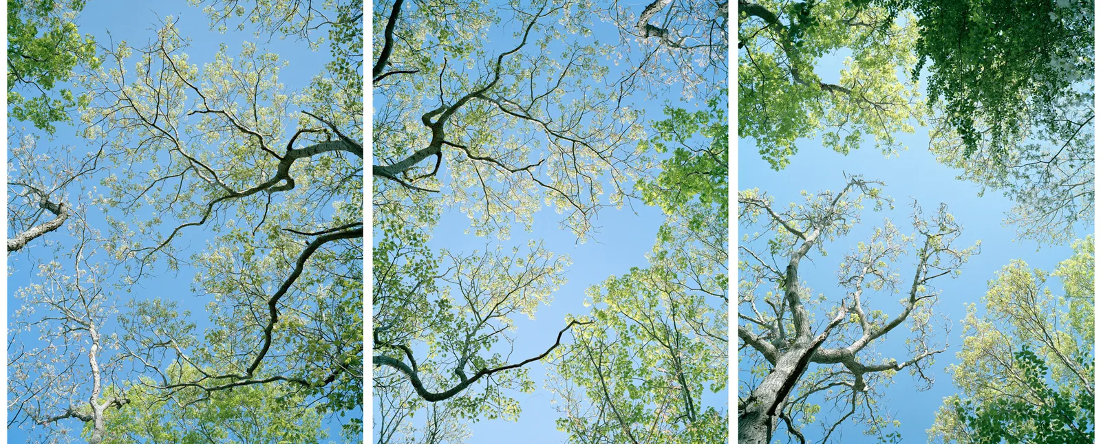 Tria Giovan, Late Spring