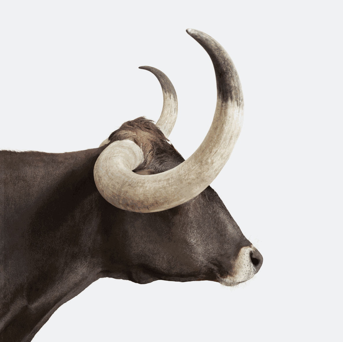 Randal Ford, Longhorn No. 4, 2018