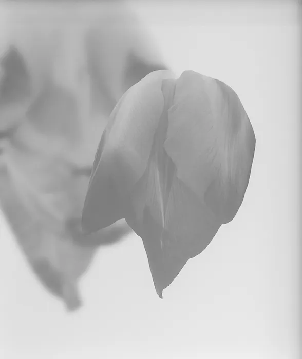 Park Sun Min, P’s Face, 2022