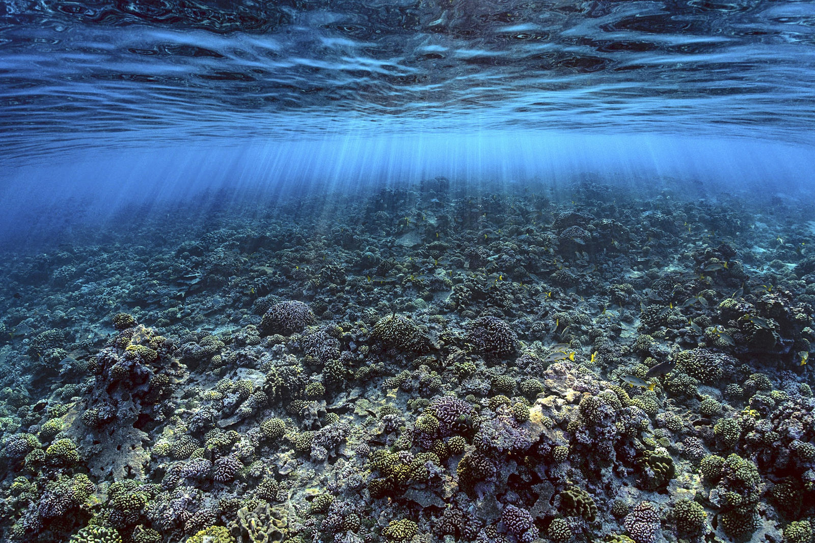 LAURENT BALLESTA, œuvres disponibles