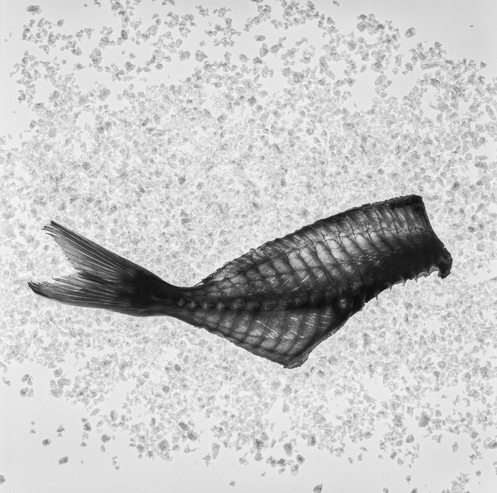 Pili Concellón, SALMON IN SALT, 2020