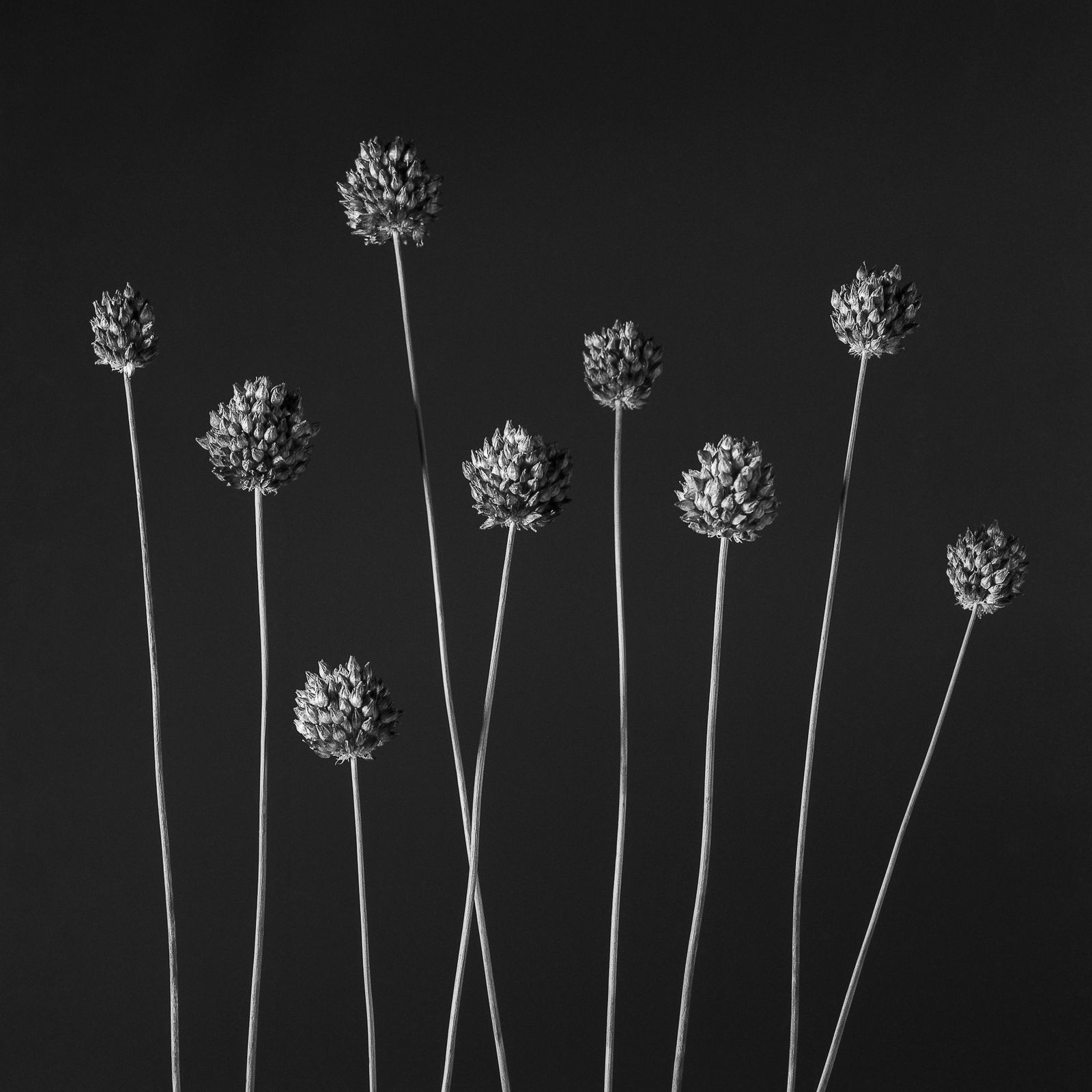 Pili Concellón, LOOK LIKE TORCHES!!, 2019