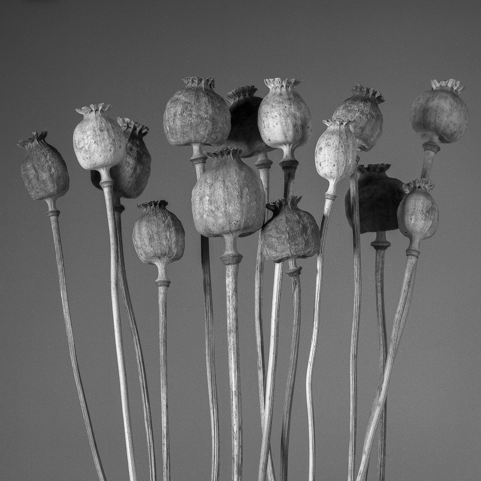 Pili Concellón, CASCAIS#2, 2019