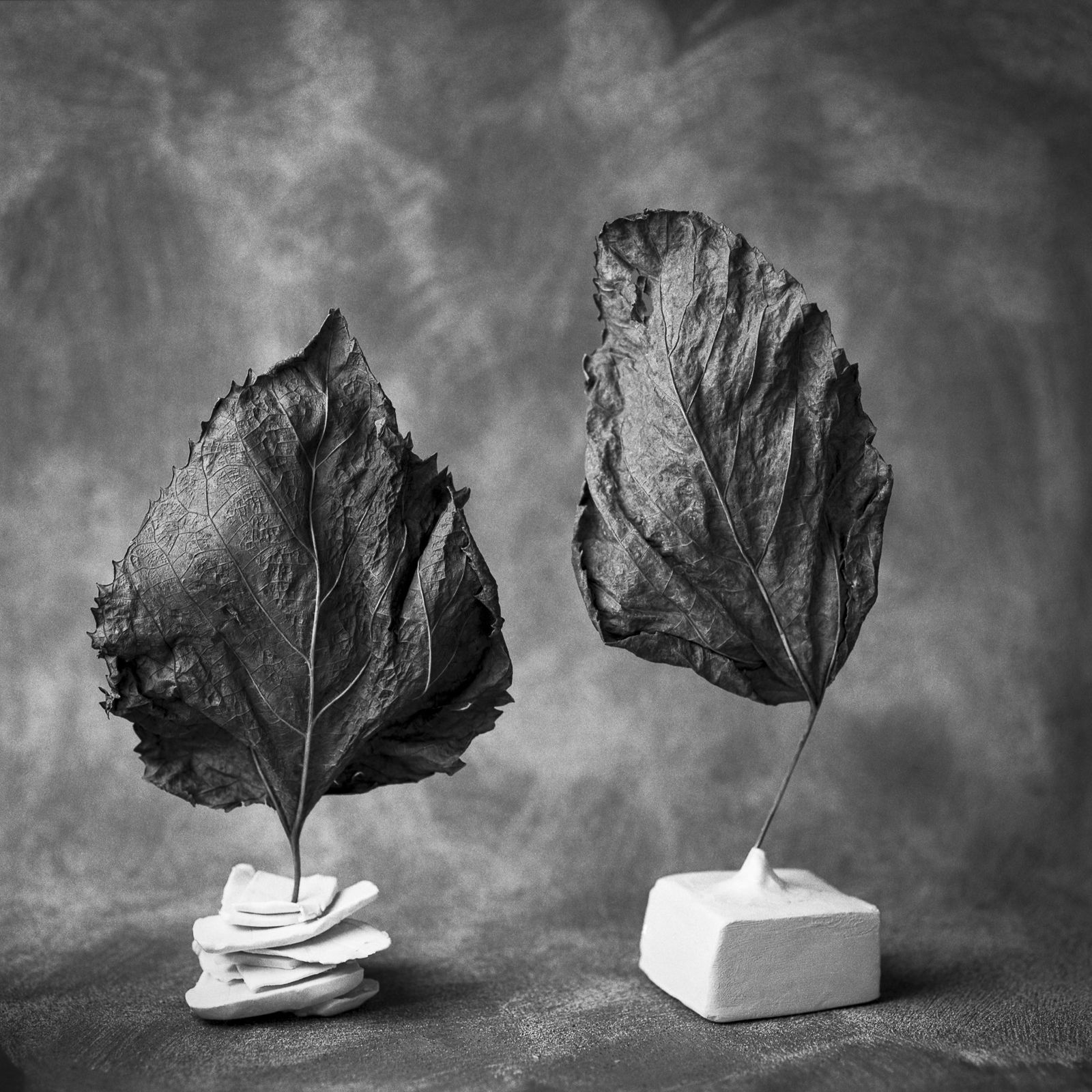 Pili Concellón, A NATURAL AND FRESH APPROACH, 2021