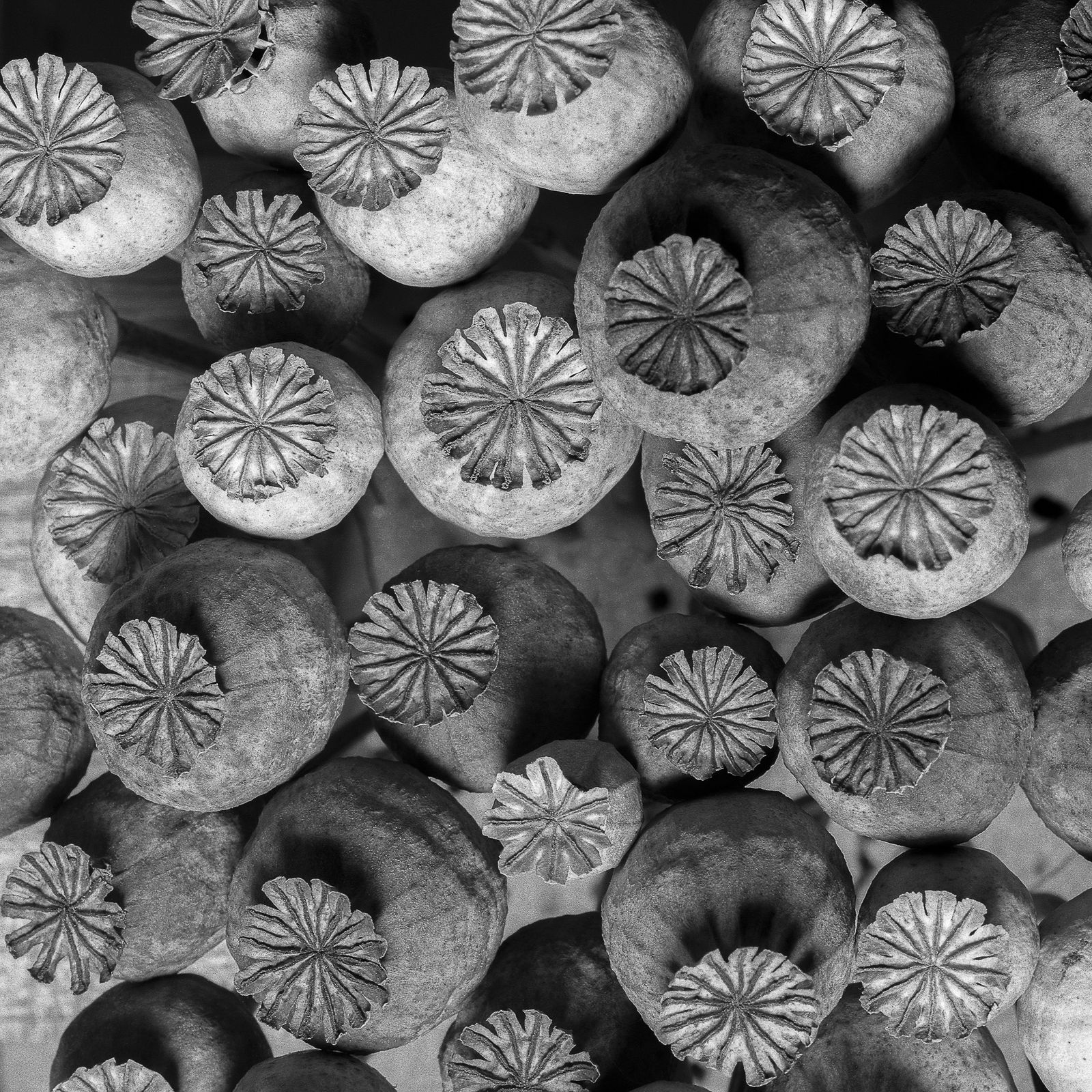 Pili Concellón, CASCAIS#1, 2019