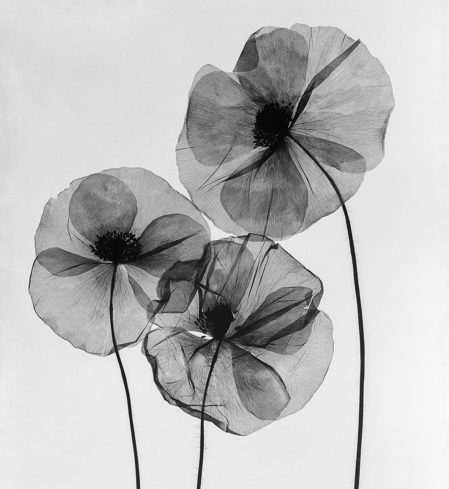 Pili Concellón, POPPY FAMILY, 2019