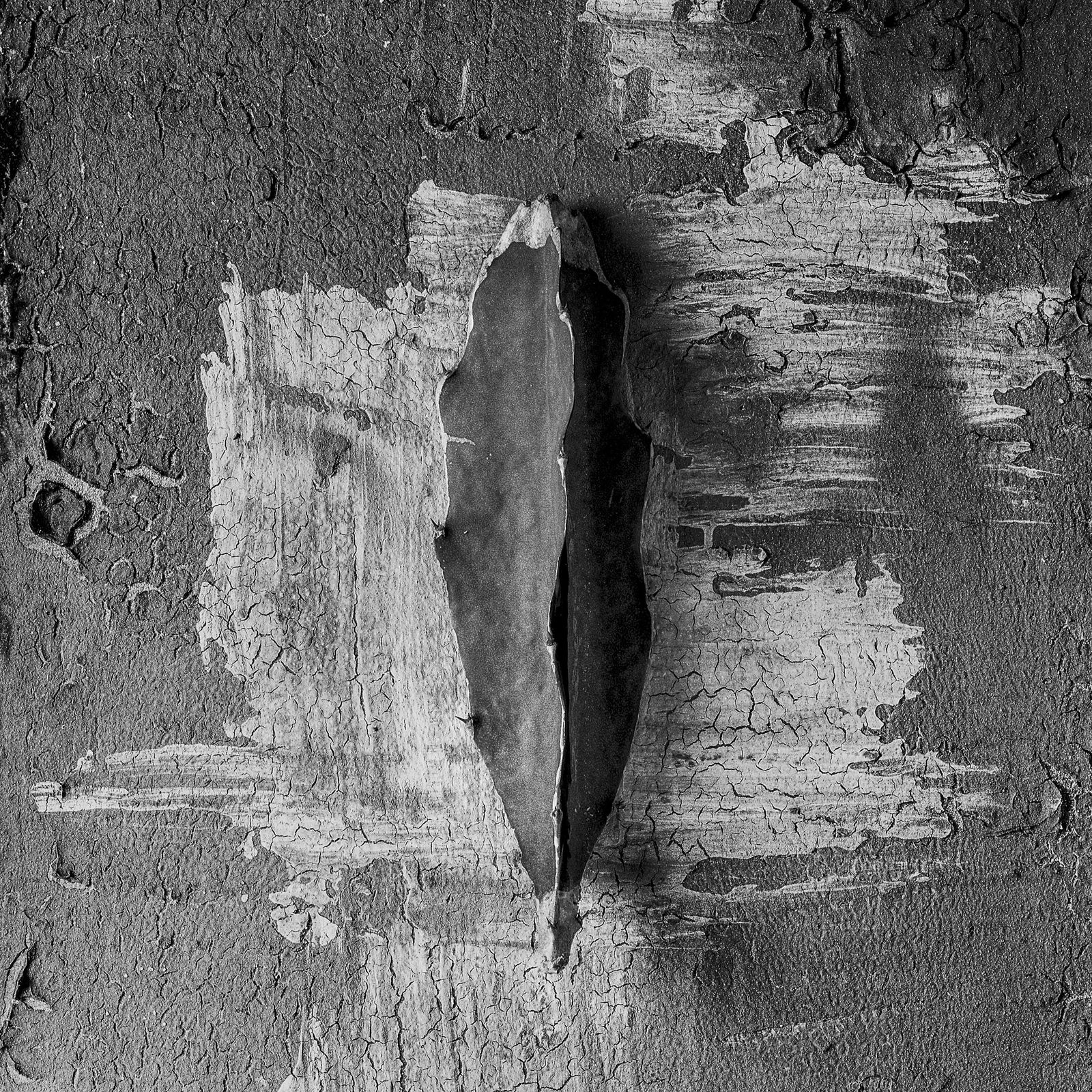 Pili Concellón, CACTUS#1, 2021