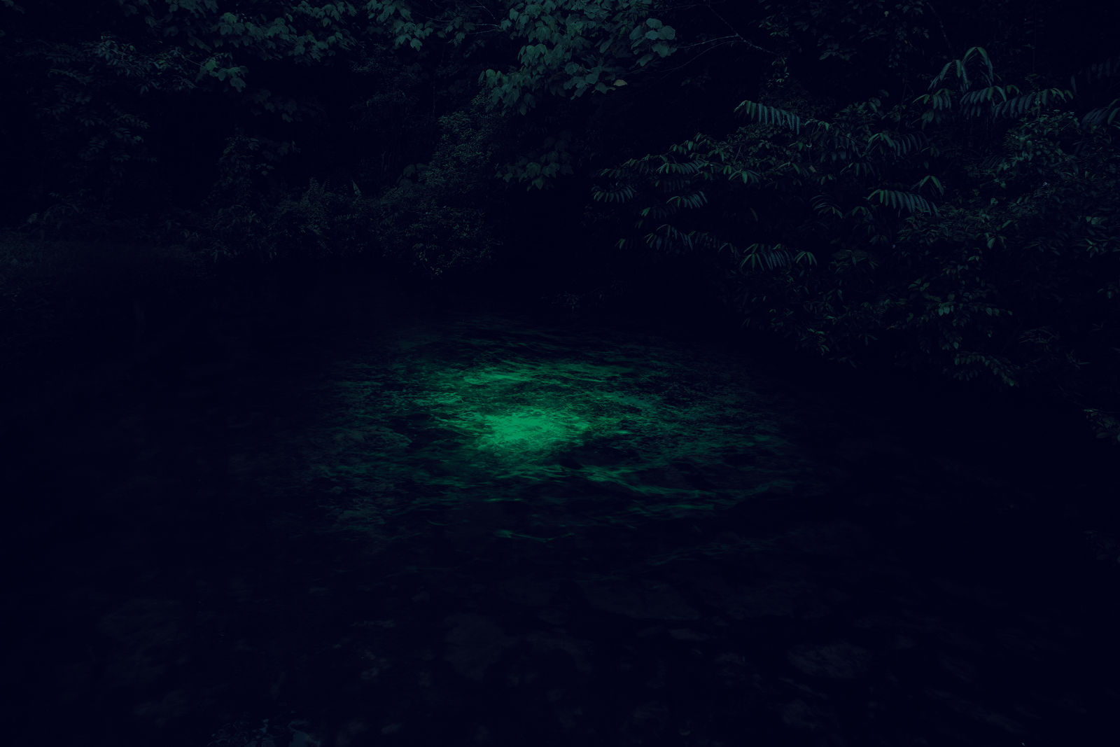 Robert Zhao Renhui, [plate 37] Glow in the dark Fish at Sunset, 2013
