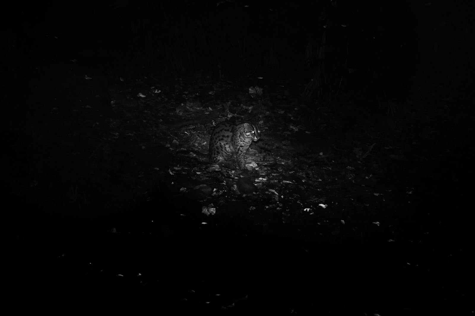 Robert Zhao Renhui, [plate 50] Cat that can see in the dark, from “A Guide to the Flora and Fauna of the World”, 2013