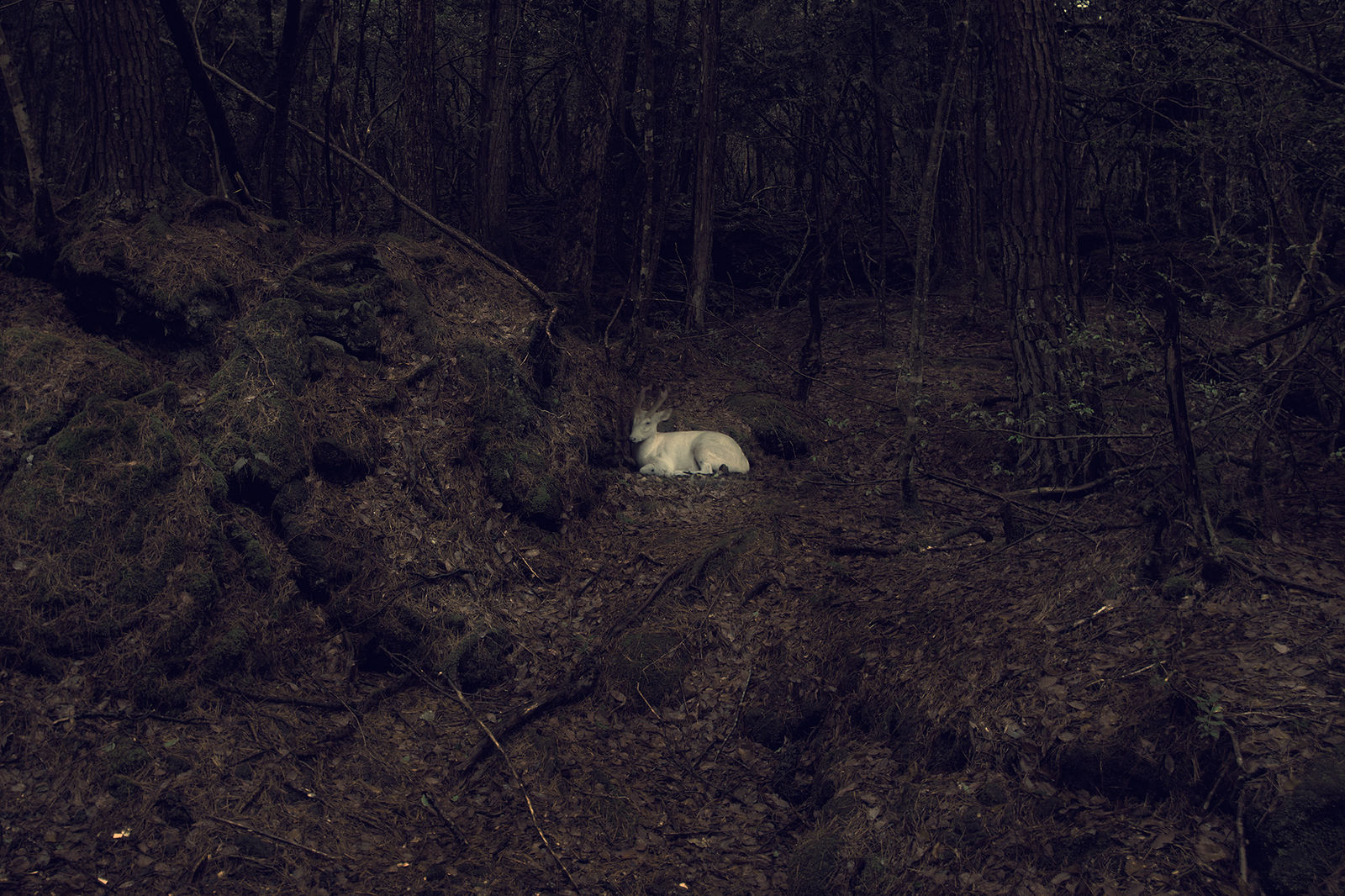 Robert Zhao Renhui, [plate 41] “Bioluminescent Deer” from “A Guide to the Flora and Fauna of the World”, 2013