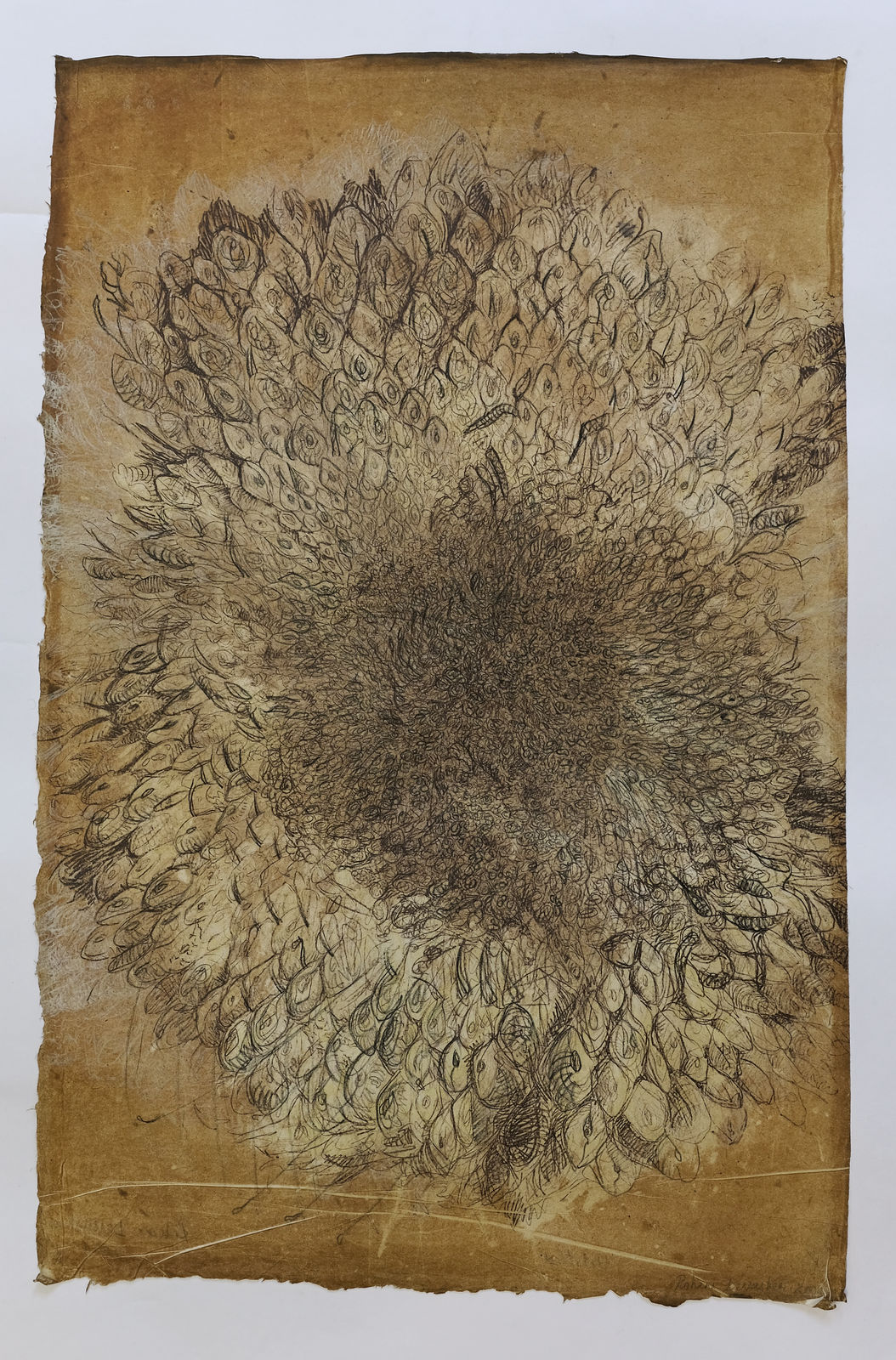 Helianthus 3, Lithograph on Indian rice paper, 81 x 53.5 cms, 2004