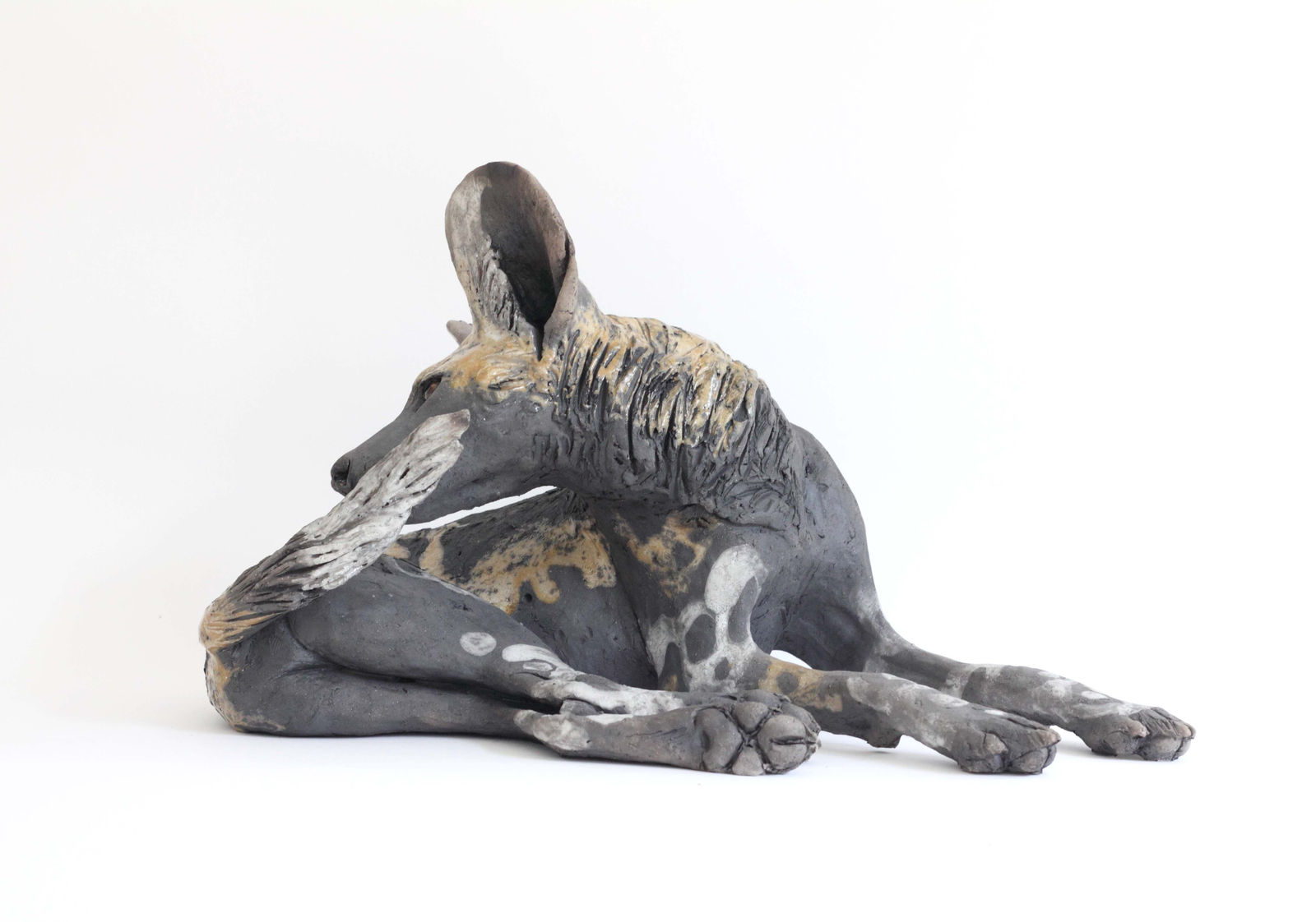 Nick Mackman, Wild Dog Biting Tail