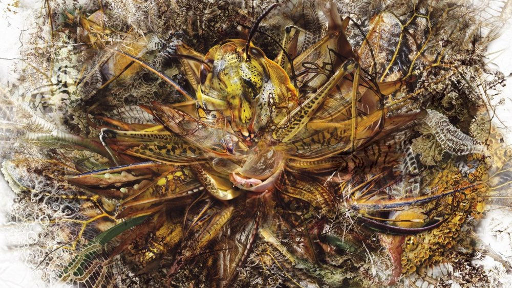 Rohini Devasher, Genetic Drift - Symbiont I, 2018