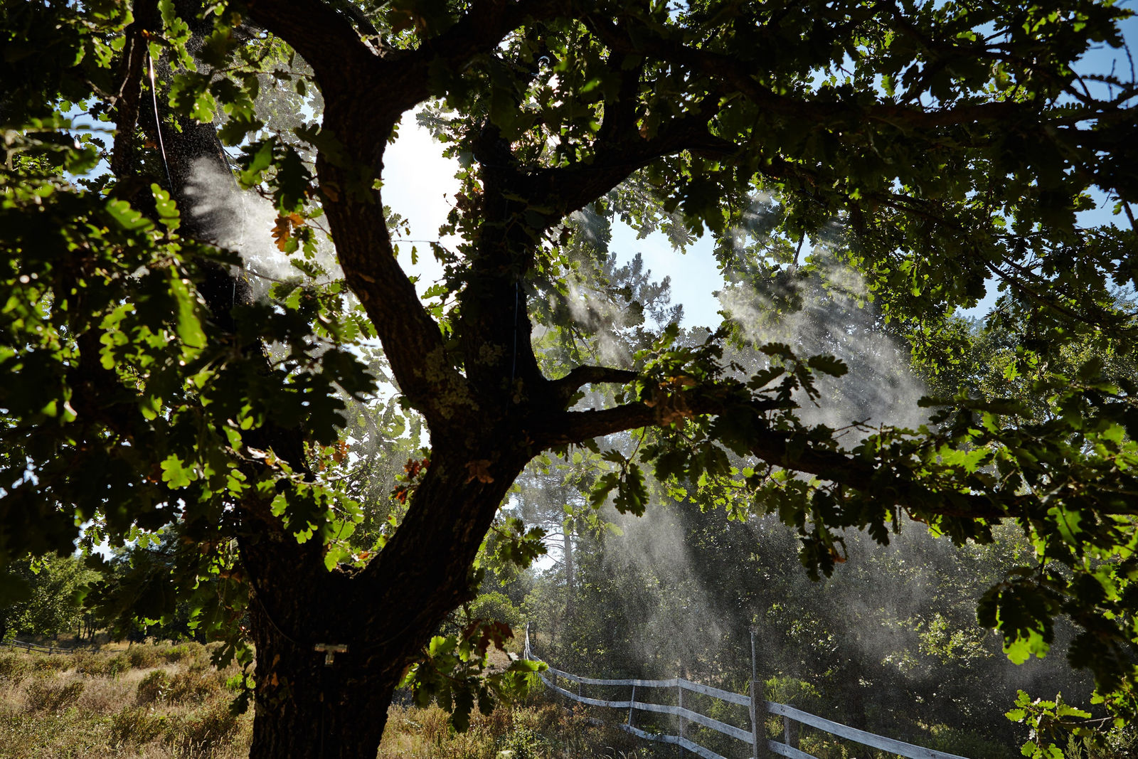 Michel François, L’Arbre à Pluie, 1995