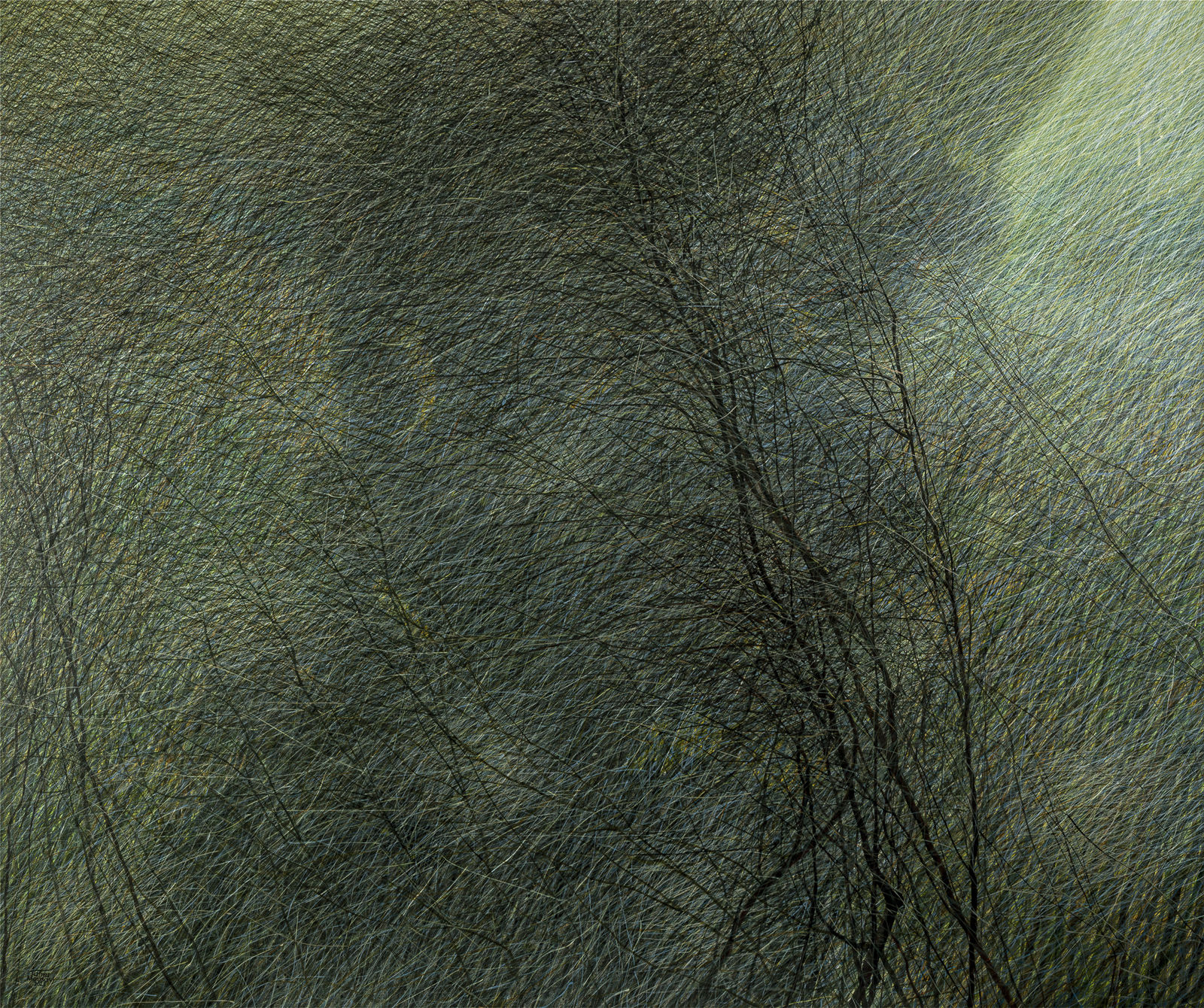 Seyed Taher Mousavi, Nature 4, 2023