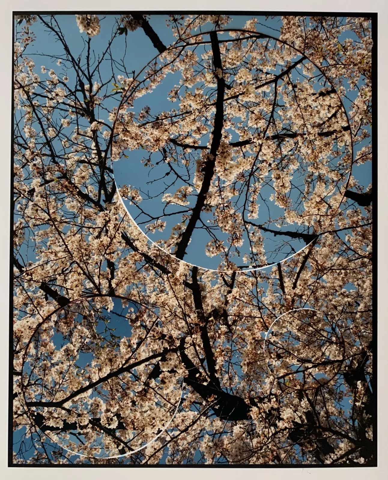 Aliki Braine, Turbulence, Cherry Blossom (No.2), 2020