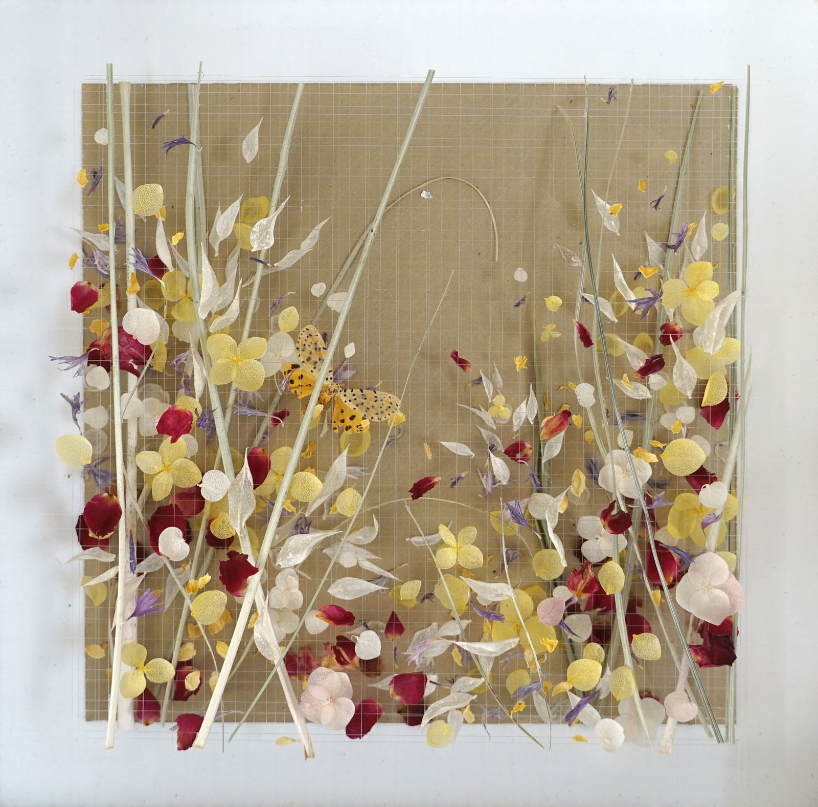 Anna Masters, Disappearing Suns 5