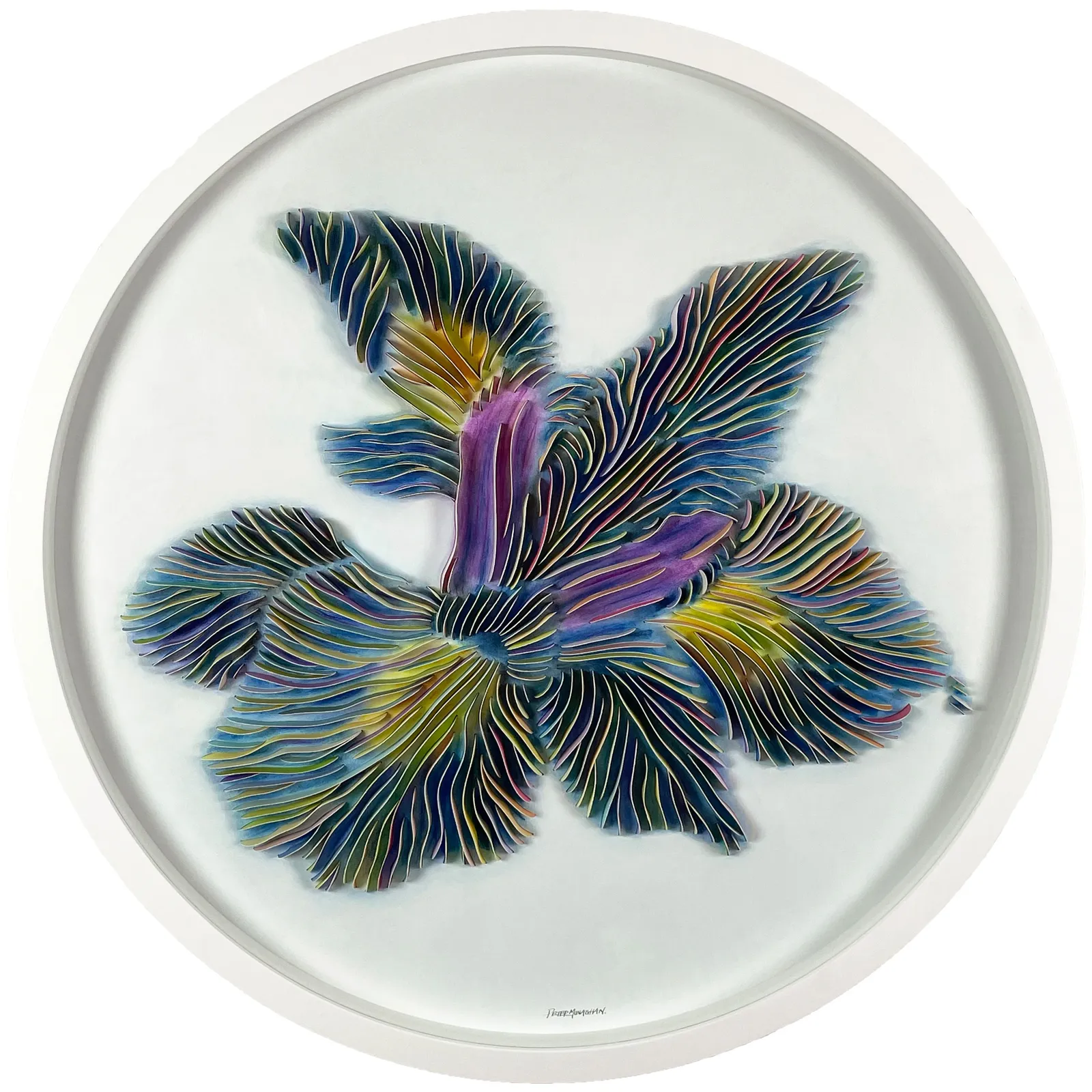 Peter Monaghan, Iris Colour