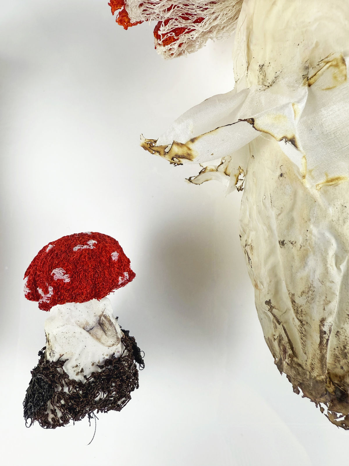 Cathy Brickhill, Amanita Fungi of New Zealand