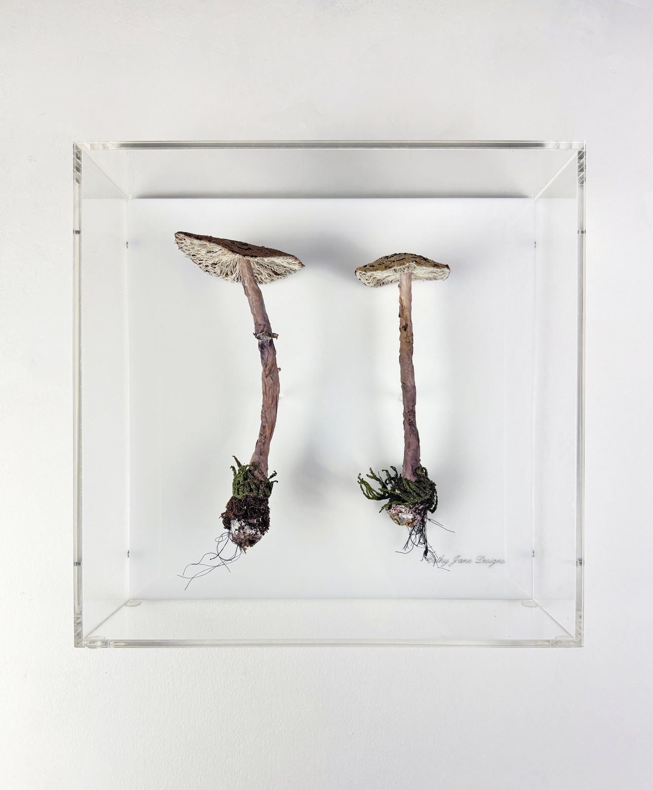 Cathy Brickhill, Graceful Parasol Fungi of NZ