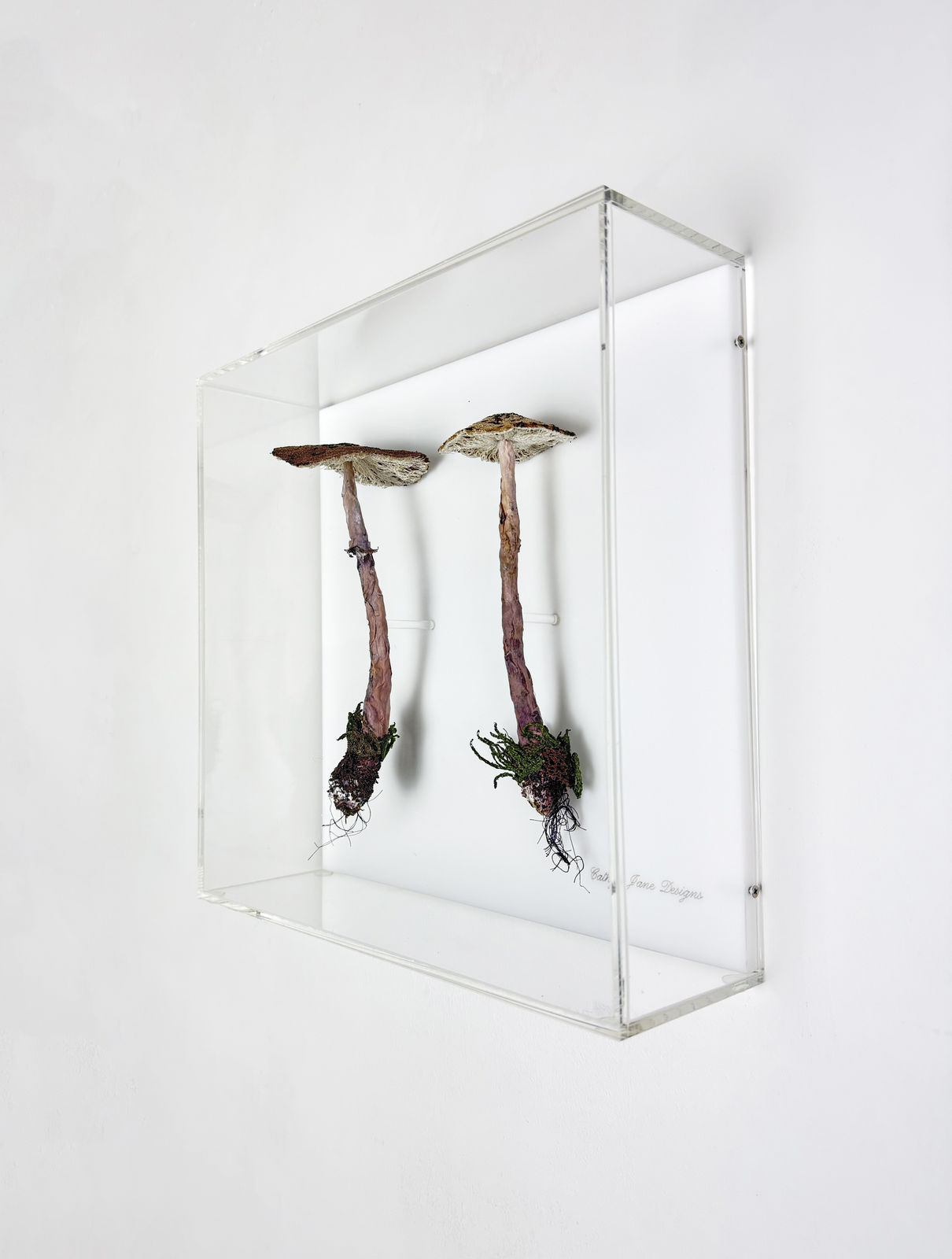 Cathy Brickhill, Graceful Parasol Fungi of NZ