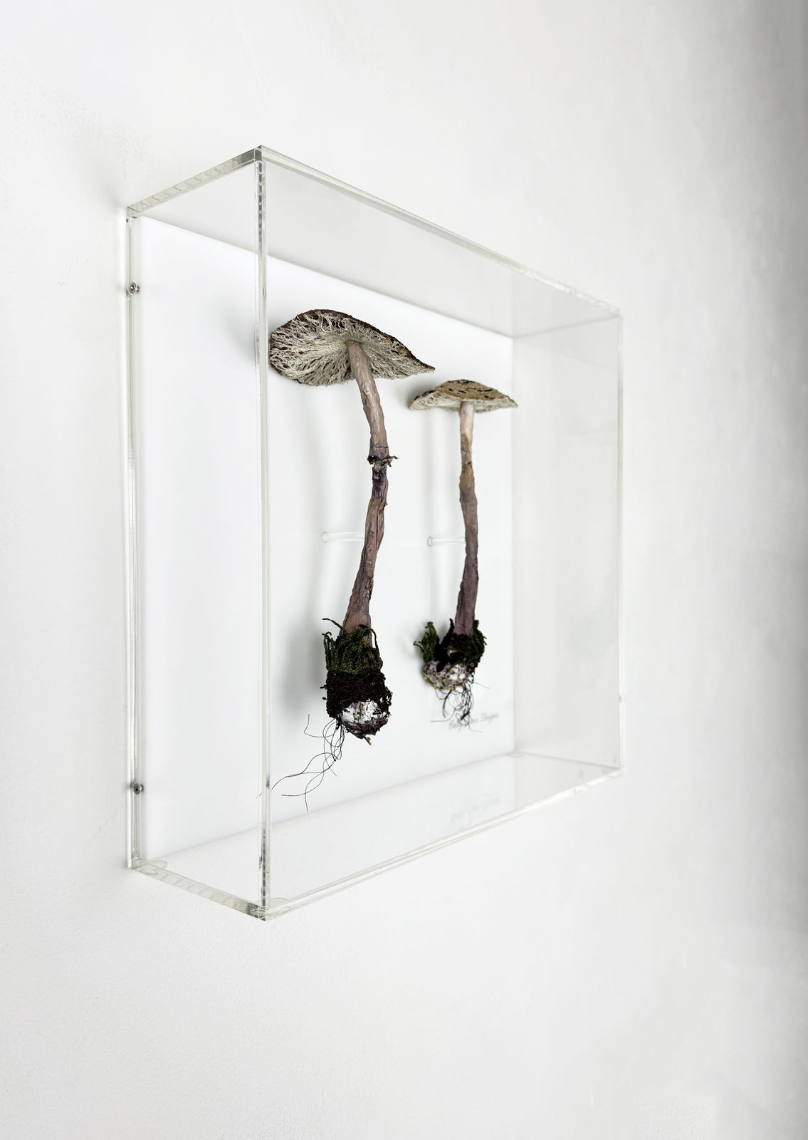 Cathy Brickhill, Graceful Parasol Fungi of NZ