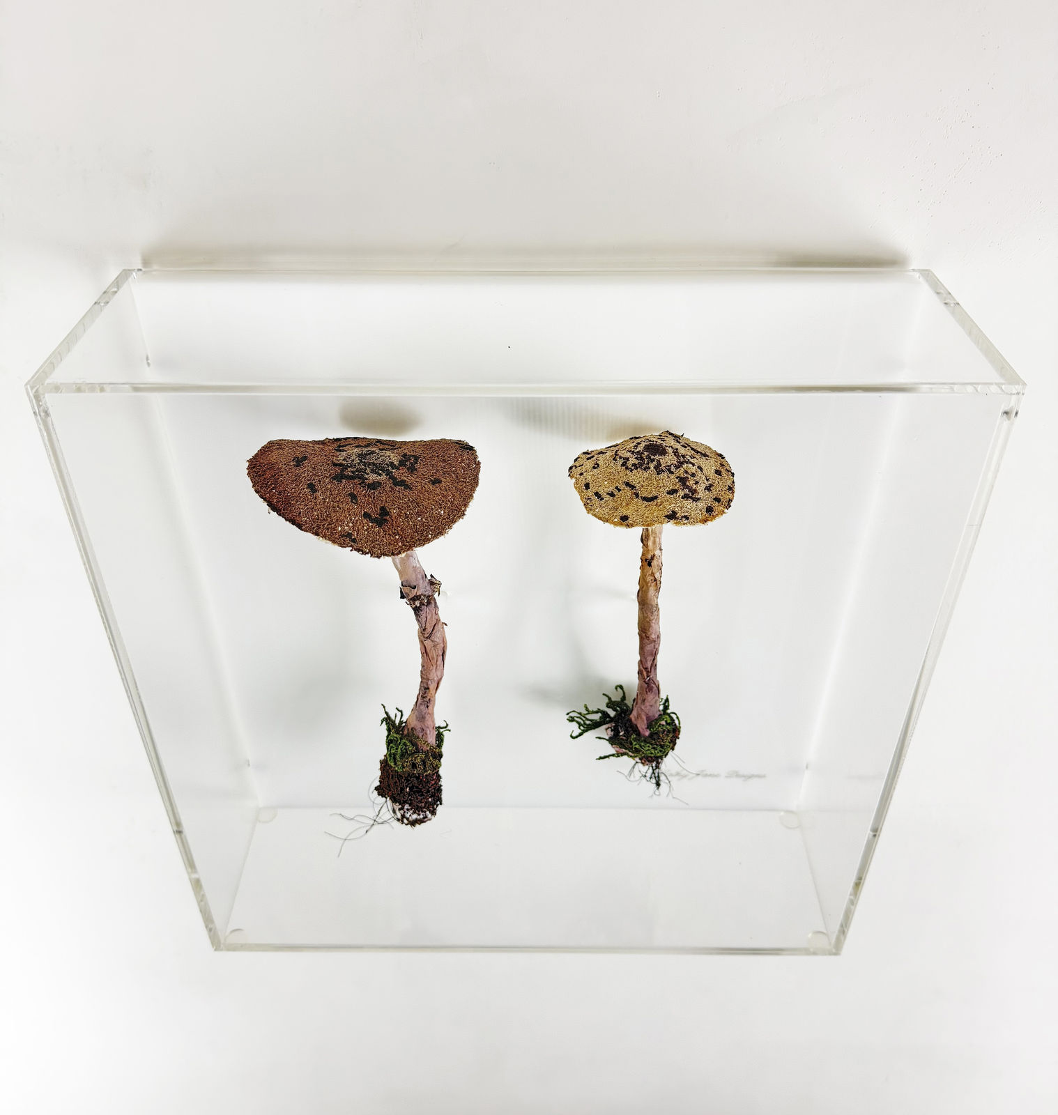 Cathy Brickhill, Graceful Parasol Fungi of NZ