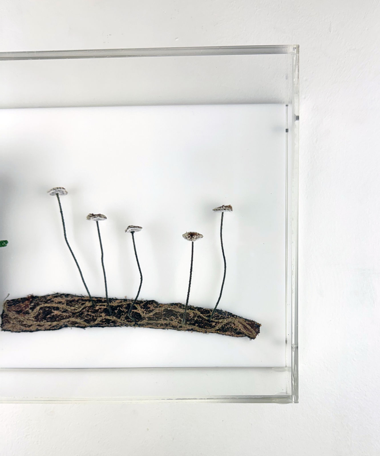 Cathy Brickhill, Fungi of New Zealand #15