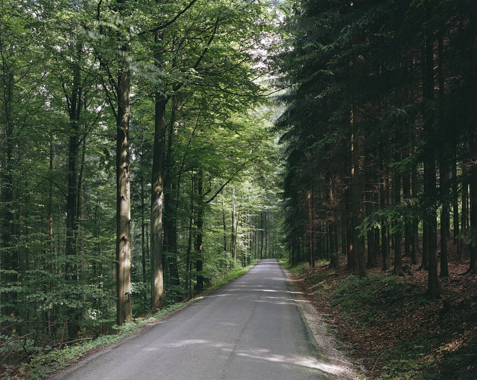 Thomas Struth, Section of the Woods at Eshberg, Nr. 6, Winterthur, 1991