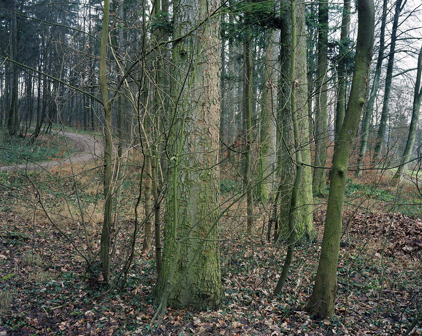 Thomas Struth, Section of the Woods at Wolfensberg, Nr. 18, Winterthur, 1993