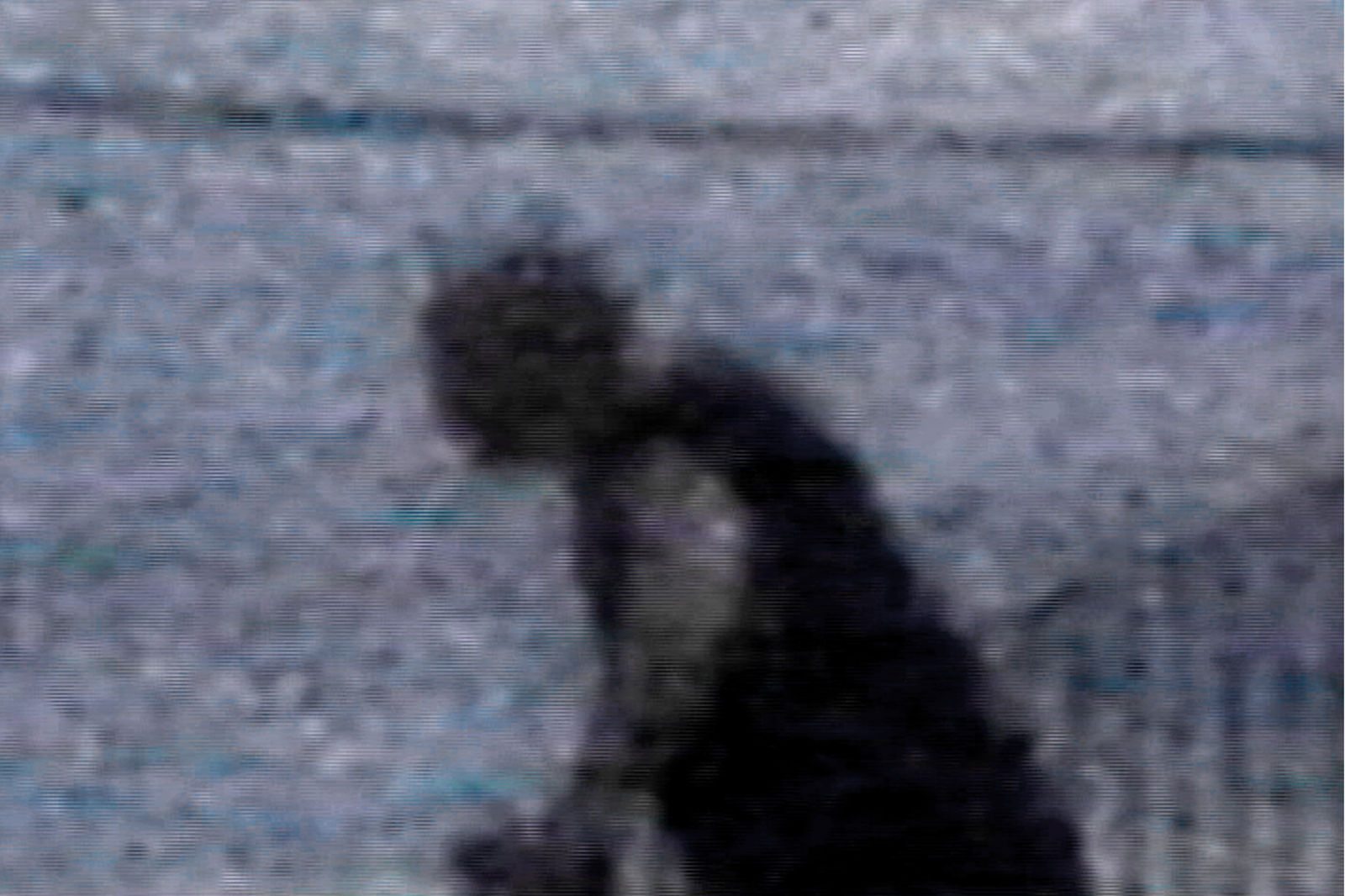 Carlos Motta, Public Domain #4, 2004