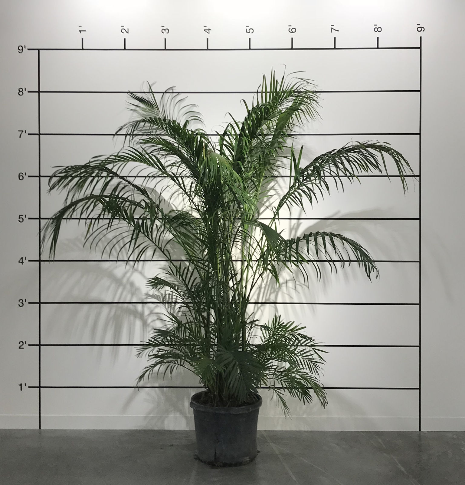 Mel Bochner, Measurement: Plant, 1969