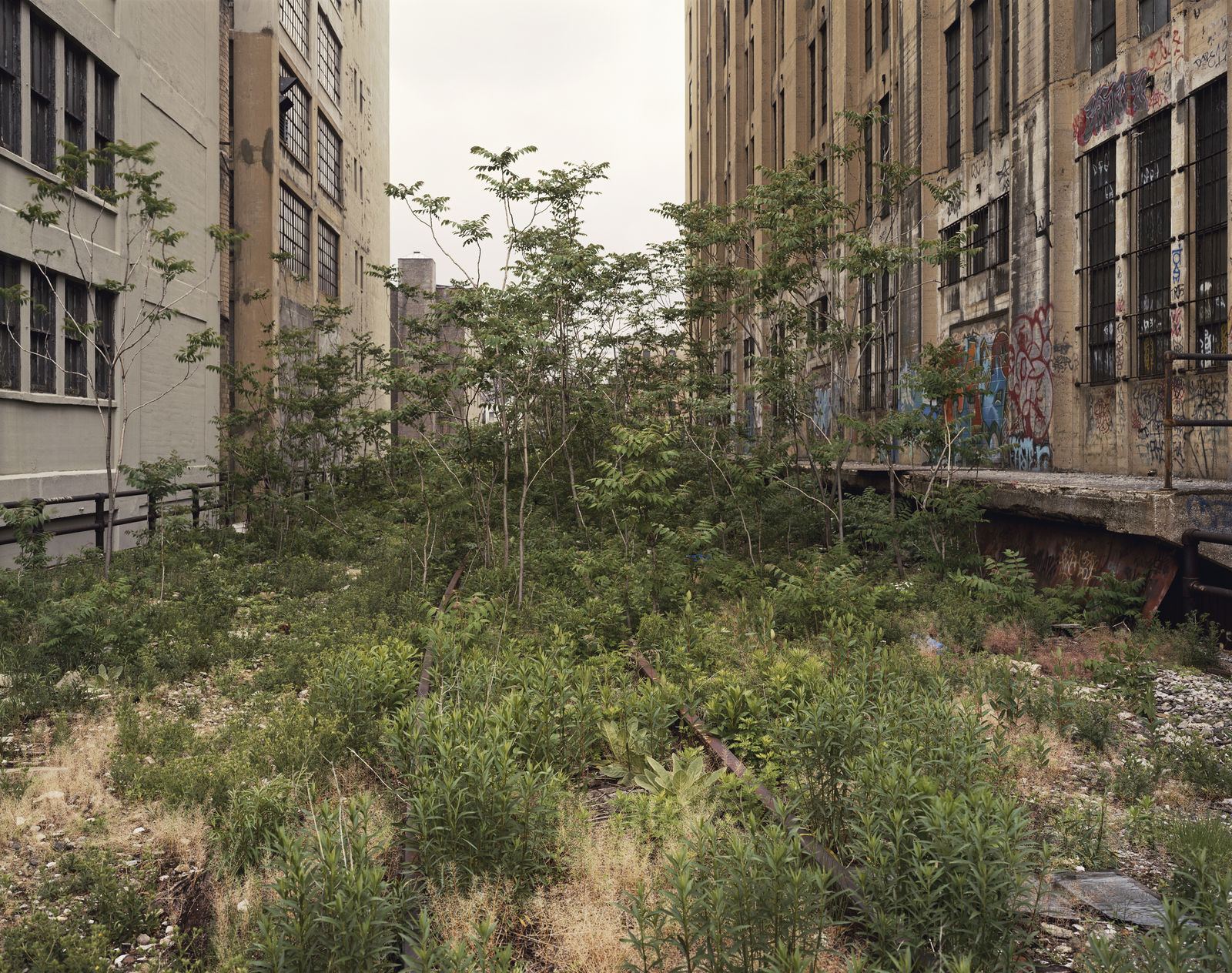 Joel Sternfeld, Ailanthus Trees, 25th Street, May 2000, 2000